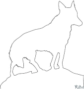 ਕੋਯੋਟ ਛਪਣਯੋਗ ਰੰਗਦਾਰ ਪੰਨੇ